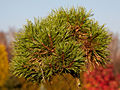 Pinus sylvestris Bogdan (Burdan) IMG_1926_1 Sosna pospolita